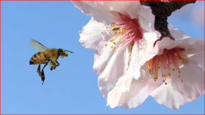 Honeybee_Almond_Bloom